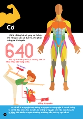 Infographics - Bách Khoa Tri Thức Bằng Đồ Họa Cho Trẻ Em - Cơ Thể Người