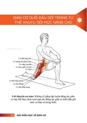 Giải Phẫu Học Về Giãn Cơ - Giãn Cơ Để Tối Ưu Sức Mạnh Cơ Bắp