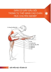 Giải Phẫu Học Về Giãn Cơ - Giãn Cơ Để Tối Ưu Sức Mạnh Cơ Bắp