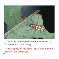 Song Ngữ Việt Anh - Khám Phá Thế Giới - Loài Nào Là Côn Trùng Nhỉ? - Who Is The Insect?
