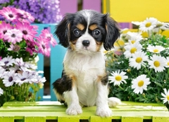 Đồ Chơi Xếp Hình Puzzle Chú Chó Spaniel 70 Mảnh Castorland B-070053