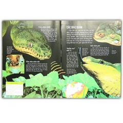 Bách Khoa Tri Thức Về Khám Phá Thế Giới Cho Trẻ Em - Reptiles - Bò Sát