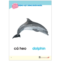 Bộ Tranh Giúp Trẻ Khám Phá Môi Trường Xung Quanh - Động Vật Sống Dưới Nước (Song Ngữ Việt - Anh)