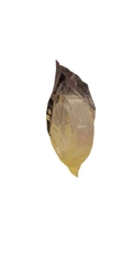 Băng Dính 2 Mặt Nonos 3cm x 2m