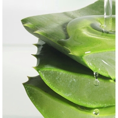 Bao cao su Nox HA Aloe Vera nha đam dưỡng ẩm hộp 10 cái