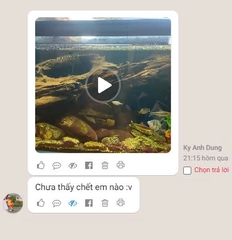 Cua ớt mini dọn phân , rác trong bể cá