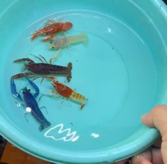 Tôm kiểng 4 màu : nâu, trắng, đỏ, xanh, mix màu v.v...