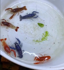Tôm kiểng 4 màu : nâu, trắng, đỏ, xanh, mix màu v.v...