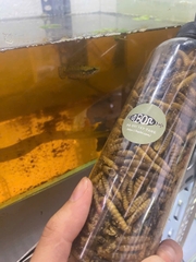 Lọ (100g) sâu sấy canxi siêu đạm thức ăn cho cá,gà, bò sát v,v...