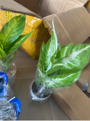 Chậu Cây Xanh Trang Trí size Lớn 40cm