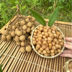 Long Nhãn Ôm Sen - Đặc Sản Hưng Yên