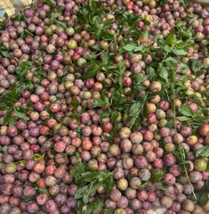 Mận Hậu