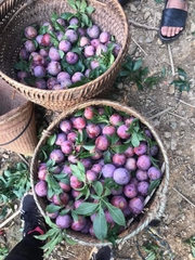 Tinh túy - PUNHI