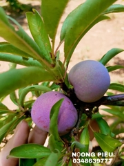 Tinh túy - PUNHI