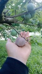 Mận Hậu