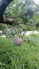 Mận Hậu