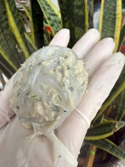 Cá Ngần