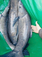 Cá Trắm