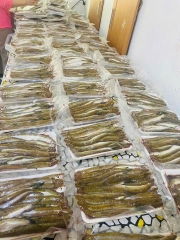 Cá Nhỏ