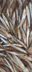 Cá Nhỏ