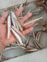 Cá Nhỏ