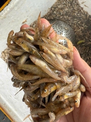 Cá Bống Sông