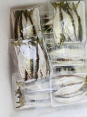 Cá Trứng