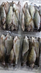 Cá Trứng