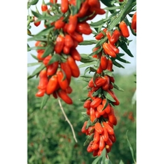 (Hộp 200g] KỶ TỬ HỮU CƠ HÀNG LOẠI 1 QUẢ TO