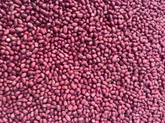 [1kg] Đỗ lạc đỏ Thái Bình (đậu phộng)
