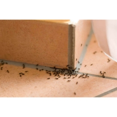 [Hàng New Zealand] HỘP BẪY / GEL  BÃ KIẾN Kiwicare No Ants Bait Stations (2 x 2.5g) / Gel Bait (30g)