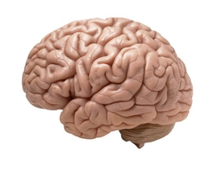 Human Brain 2