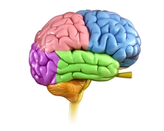 Human Brain 3