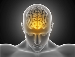 Human Brain 4