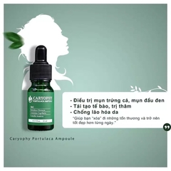 SERUM CARYOPHY PORTULACA AMPOULE