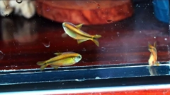Red devil tetra + yelow tetra ( wild hiếm )