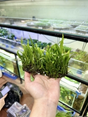 Cây dương xỉ tròn