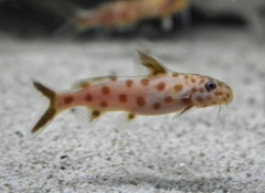 Mèo Petricola Pink sz 3,5-4cm