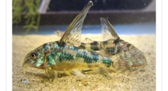 Chuột muối tiêu kì cao