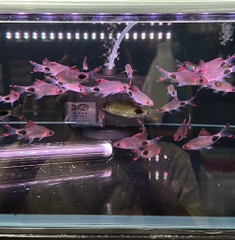 Hồng my bóng đêm ( 6,5-7cm )