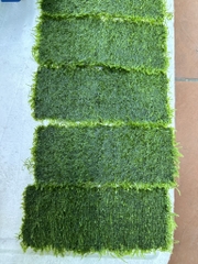 Cây :  Rêu Taiwan vỉ 8x20