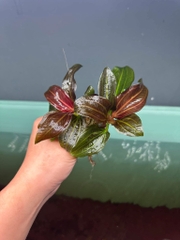 Cây : Trầu 09 đỏ