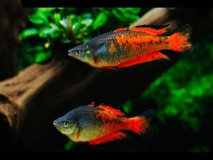 Cầu vồng Parkinsoni size 5-6cm