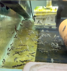 Cá bác sĩ panda size 2-3