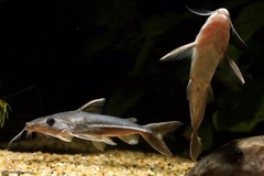 Mèo Nemadoras Elongatus Wild sz 8-9