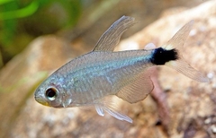 Veifin Tetra