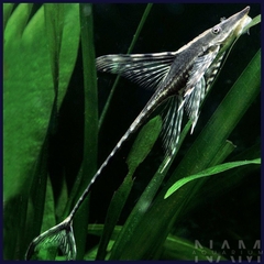 Trực thăng đen size 5-6cm