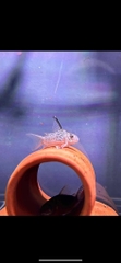 Corydoras Armatus Wild C96 5cm