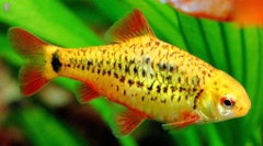 Cá Golden Barb