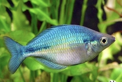 Cá cầu vồng Xanh indo Size 6-7